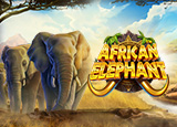 PP 371 African Elephant